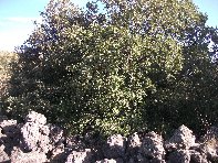 rruggeri-Quercus ilex 201011121 014